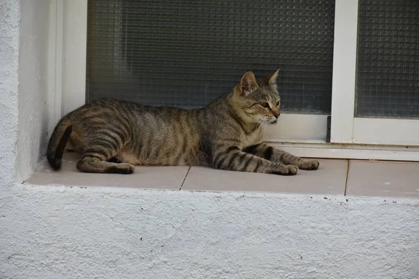 Gato Gris Sobre Fondo Natural — Foto de Stock