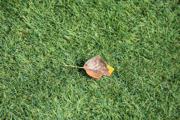 Suchy Liść Trawie — Zdjęcie stockowe