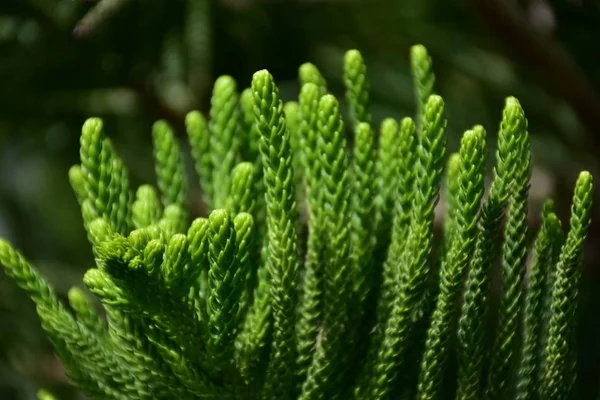 Krásné Zelené Pozadí Tráva Rostlina — Stock fotografie
