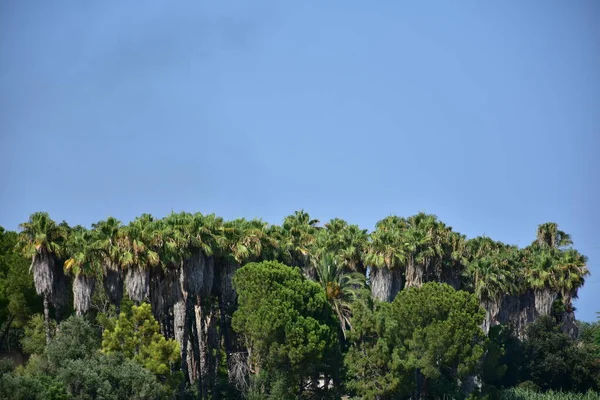 Bela Palmeira Verde Fundo Céu — Fotografia de Stock