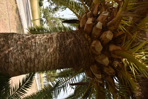 Árbol Contra Cielo — Foto de Stock