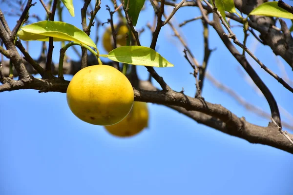 Gele Sinaasappels Een Boom — Stockfoto