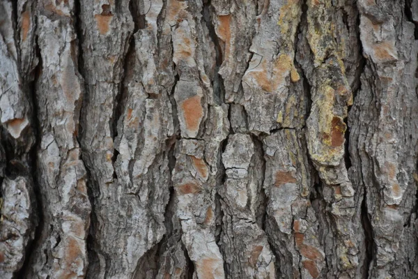 美しい木の背景と質感 — ストック写真