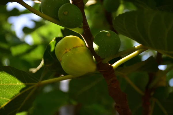 Figues Vertes Sur Une Branche — Photo