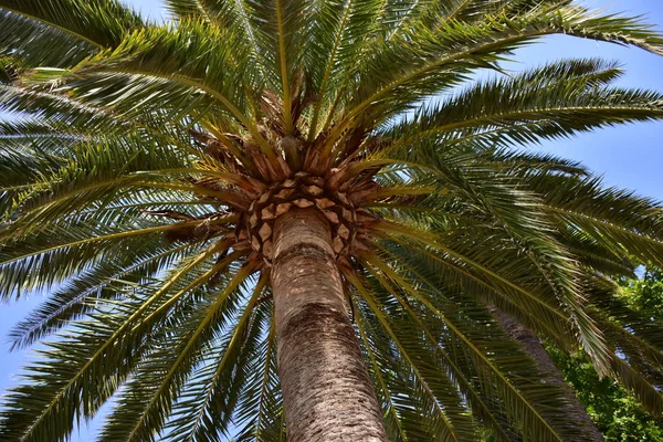 Hermosa Palmera Verde Fondo Del Cielo —  Fotos de Stock