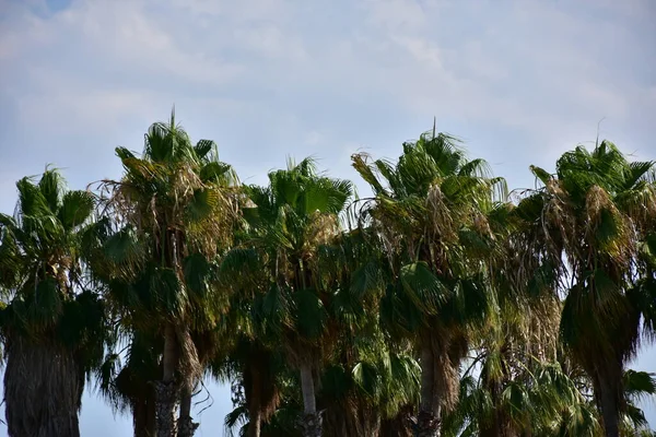 Vakkert Grønt Palmetre Himmelbakgrunn – stockfoto