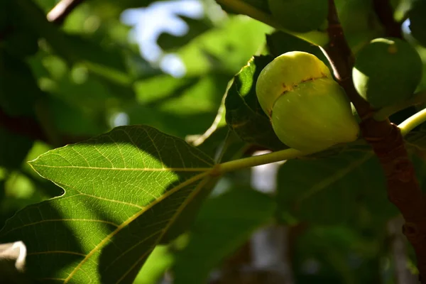 Green Fig Fruits Branch — Stock Photo, Image