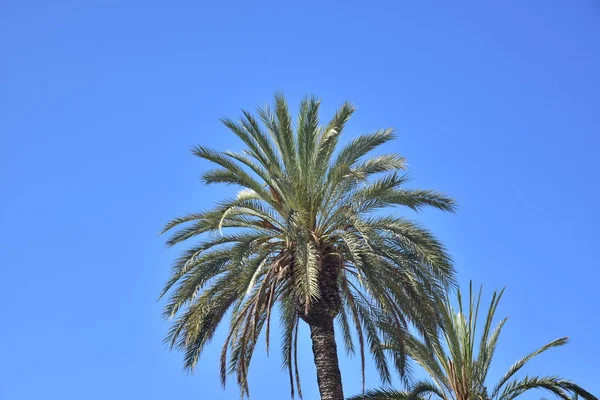 Beau Palmier Vert Sur Fond Ciel — Photo