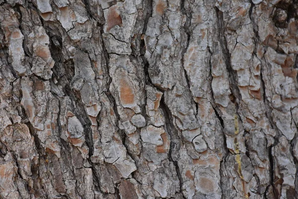 Piękne Drewniane Tło Tekstura — Zdjęcie stockowe