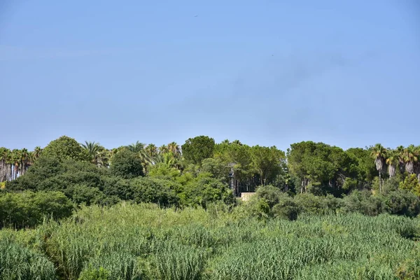Mooie Groene Palmboom Lucht Achtergrond — Stockfoto