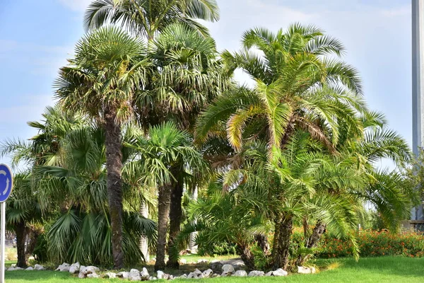 Gökyüzü Arka Planında Güzel Yeşil Palmiye Ağacı — Stok fotoğraf