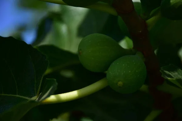 Frutos Figo Verdes Ramo — Fotografia de Stock