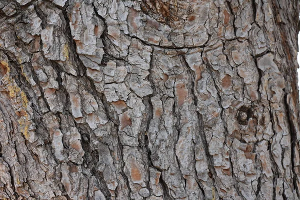 Vacker Trä Bakgrund Och Struktur — Stockfoto