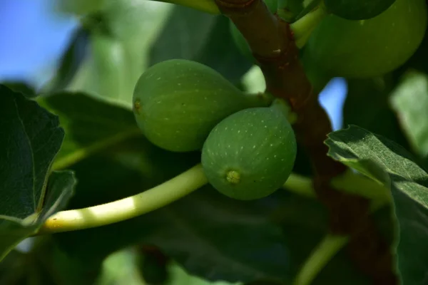 Green Fig Fruits Branch — Stock Photo, Image