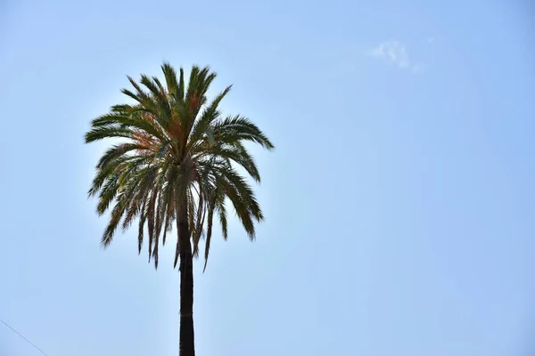 Beau Palmier Vert Sur Fond Ciel — Photo