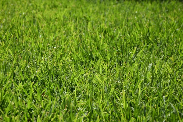 Piękne Zielone Tło Trawa Roślina — Zdjęcie stockowe