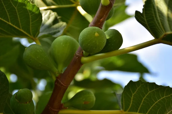 Green Fig Fruits Branch — Stock Photo, Image