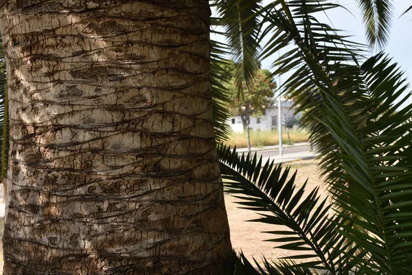 Hermoso Fondo Madera Textura — Foto de Stock