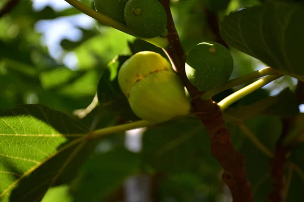 Figues Vertes Sur Une Branche — Photo