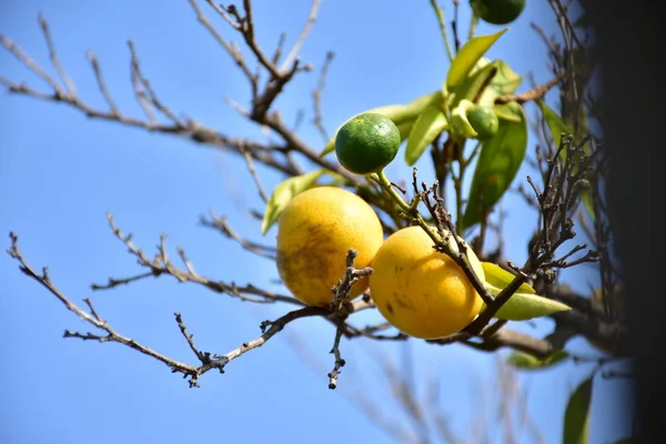 Yellow Oranges Tree — Stock Photo, Image