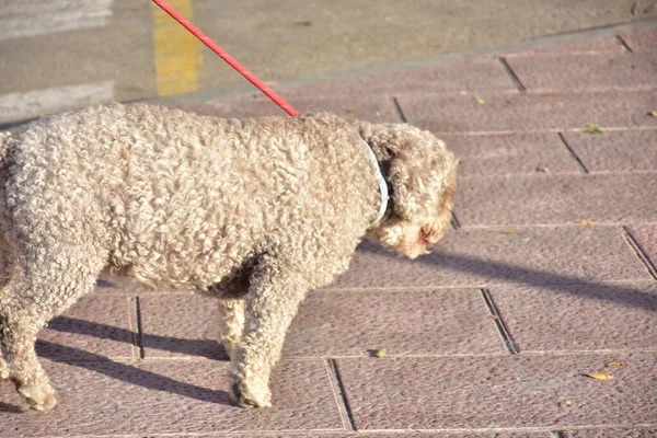 大きな白犬と巻き犬 — ストック写真
