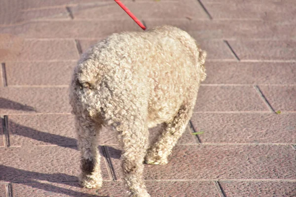 大きな白犬と巻き犬 — ストック写真