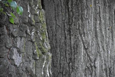 güzel ahşap arkaplan ve doku