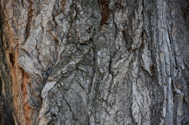 güzel ahşap arkaplan ve doku