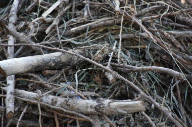 güzel ahşap arkaplan ve doku