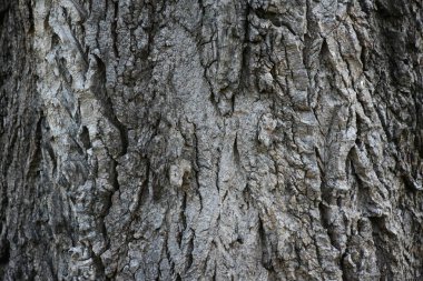 güzel ahşap arkaplan ve doku