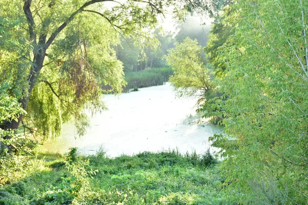 Beautiful Green Landscape Lake — Stock Photo, Image