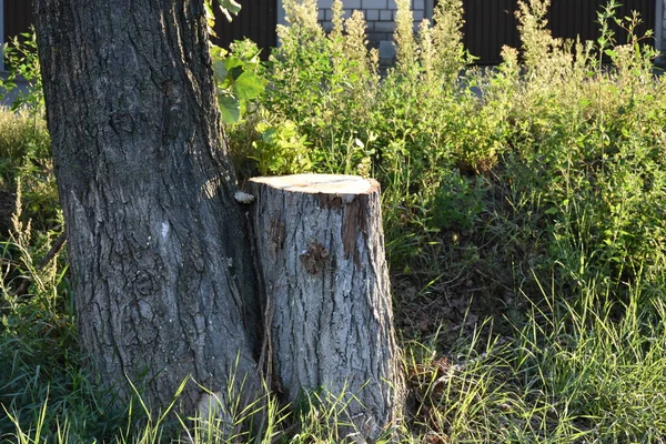 의나무 그루터기 — 스톡 사진