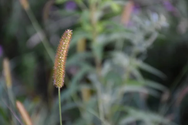 Natural Background Green Plants Grass — Stockfoto