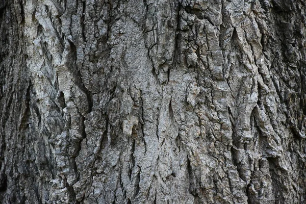 Vacker Trä Bakgrund Och Struktur — Stockfoto