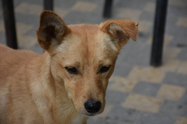 Sokakta güzel bir köpek,