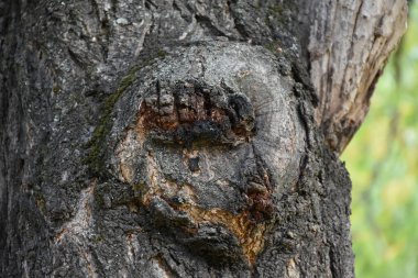 güzel ahşap arkaplan ve doku