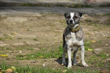 Sokakta güzel bir köpek,