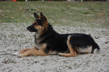 Sokakta güzel bir köpek,