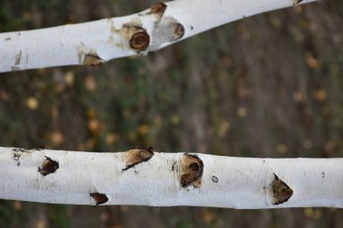 Arkaplanda huş ağacı