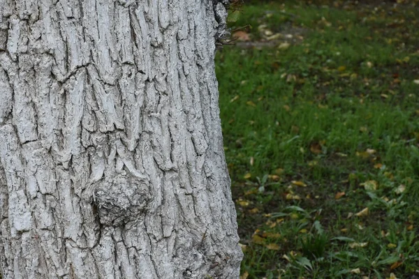 Krásné Dřevěné Pozadí Textura — Stock fotografie