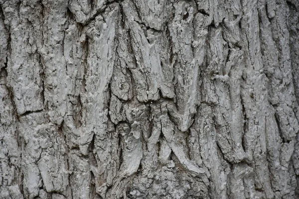 Beautiful Wooden Background Texture — Stock Photo, Image