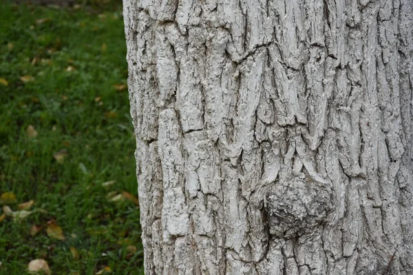 Piękne Drewniane Tło Tekstura — Zdjęcie stockowe