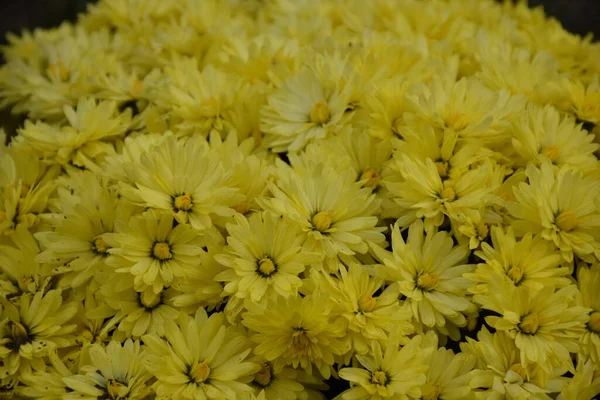 Vackra Blommor Bakgrunden Landskapet — Stockfoto