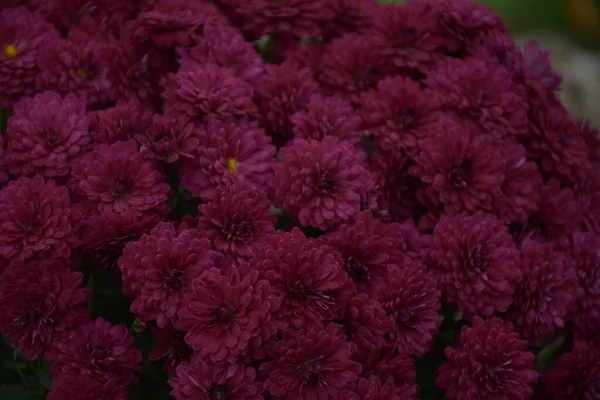 Belles Fleurs Arrière Plan Paysage — Photo