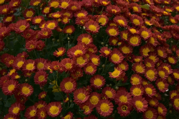 Gyönyörű Virágok Táj Hátterében — Stock Fotó