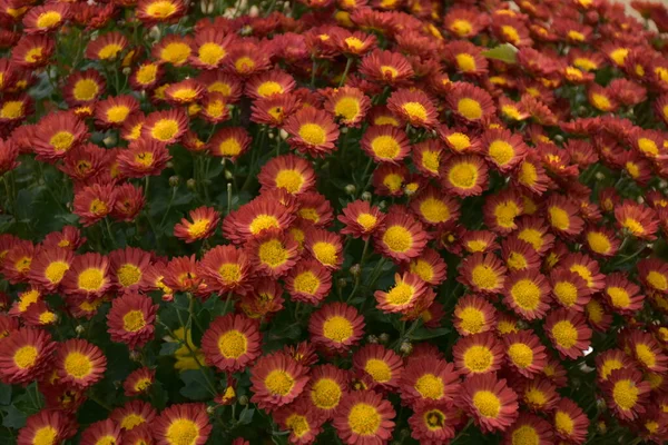 Красивые Цветы Фоне Пейзажа — стоковое фото