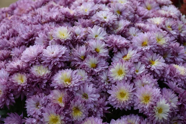 Belles Fleurs Arrière Plan Paysage — Photo