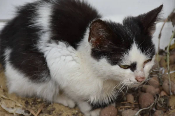 Hermoso Esponjoso Gato Calle — Foto de Stock