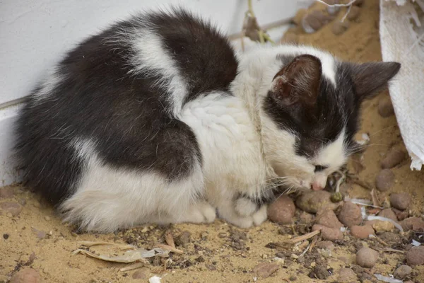 Een Mooie Pluizige Kat Straat — Stockfoto