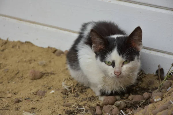 Hermoso Esponjoso Gato Calle — Foto de Stock